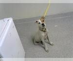 Small Staffordshire Bull Terrier Mix