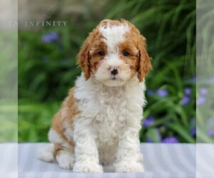 Cavapoo Puppy for sale in EAST EARL, PA, USA