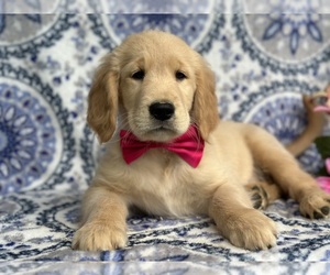 Golden Retriever Puppy for sale in LANCASTER, PA, USA