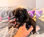 Small #6 Boxer