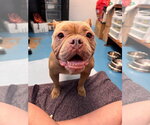 Small #2 American Bulldog Mix