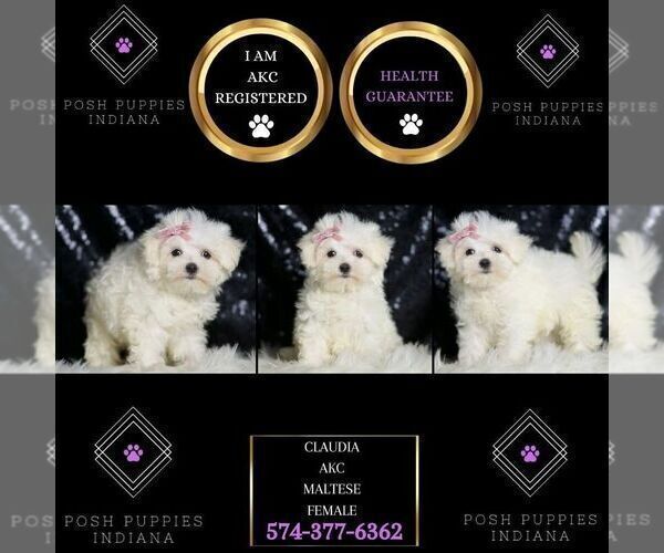 Medium Photo #4 Maltese Puppy For Sale in WARSAW, IN, USA