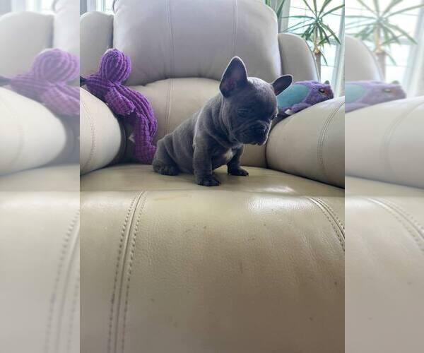 Medium Photo #3 French Bulldog Puppy For Sale in TREVOSE, PA, USA