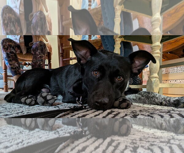 Medium Photo #8 Mutt Puppy For Sale in Mount Laurel, NJ, USA