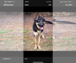 Small Photo #1 German Shepherd Dog Puppy For Sale in STATESBORO, GA, USA