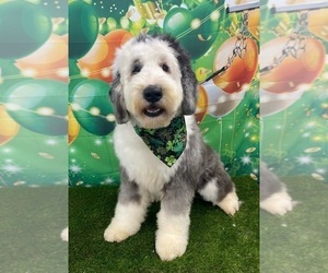 Old English Sheepdog Puppy for sale in GREENFIELD, IN, USA