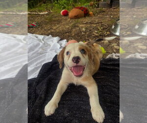 Australian Shepherd-Unknown Mix Dogs for adoption in Aurora, IN, USA