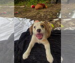 Small Australian Shepherd Mix