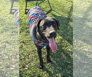 Labrador Retriever-Unknown Mix Dogs for adoption in Oakhurst, NJ, USA