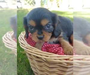 Cavalier King Charles Spaniel Puppy for sale in CANON CITY, CO, USA