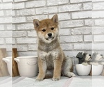 Small Photo #2 Shiba Inu Puppy For Sale in S LAKE TAHOE, CA, USA