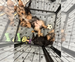 Yorkshire Terrier Puppy for sale in KATY, TX, USA