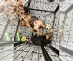 Small Yorkshire Terrier