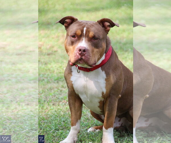 Medium Photo #4 American Pit Bull Terrier-American Staffordshire Terrier Mix Puppy For Sale in Lockport, NY, USA
