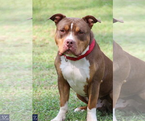 Rubble - Male American Pit Bull Terrier-American Staffordshire Terrier Mix Dog for Adoption - Photo #4