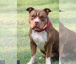 Small #3 American Pit Bull Terrier-American Staffordshire Terrier Mix