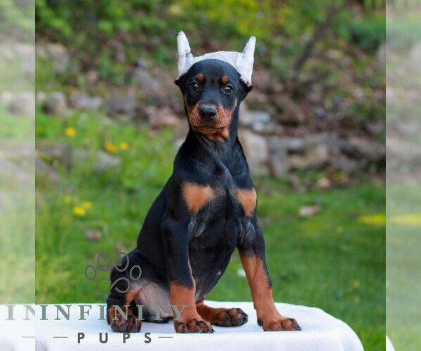 Medium Photo #3 Doberman Pinscher Puppy For Sale in NEWMANSTOWN, PA, USA