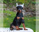Small #2 Doberman Pinscher