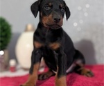Small Photo #28 Doberman Pinscher Puppy For Sale in GOSHEN, IN, USA