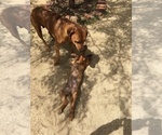 Small Photo #66 Rhodesian Ridgeback Puppy For Sale in MORONGO VALLEY, CA, USA
