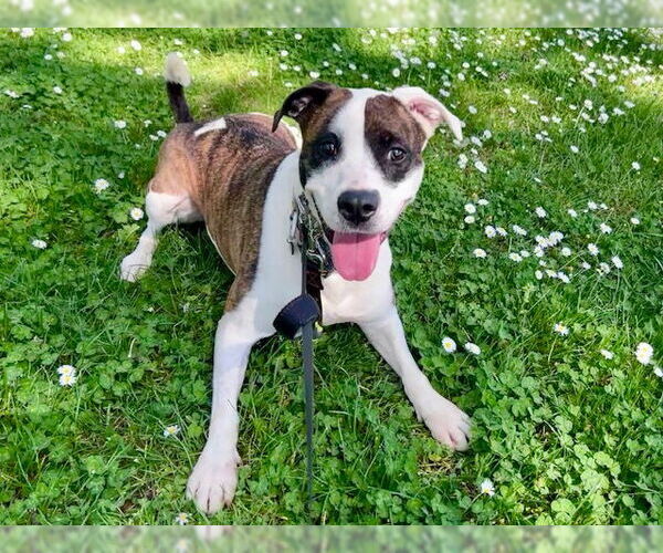 Medium Photo #1 Bullboxer Pit Puppy For Sale in Tacoma, WA, USA