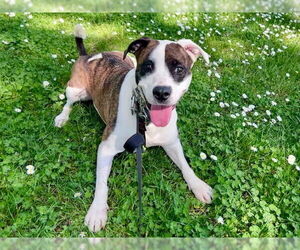 Bullboxer Pit Dogs for adoption in Tacoma, WA, USA