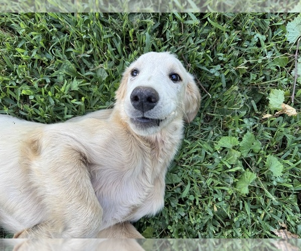 Medium Photo #4 Flat Coated Retriever-Golden Retriever Mix Puppy For Sale in EVA, AL, USA