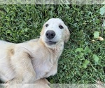 Small #3 Flat Coated Retriever-Golden Retriever Mix