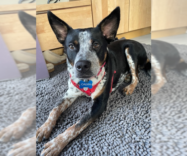 Medium Photo #1 Mutt Puppy For Sale in Garden City, NY, USA