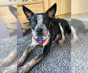 Mutt Dogs for adoption in Garden City, NY, USA