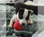 Small American Pit Bull Terrier Mix