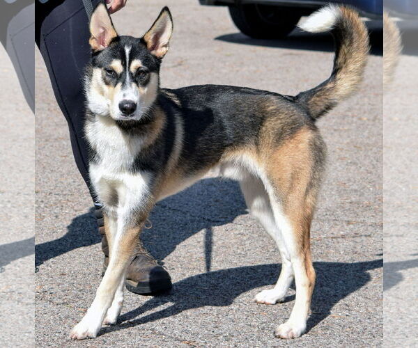 Medium Photo #7 German Shepherd Dog-Huskies  Mix Puppy For Sale in Huntley, IL, USA