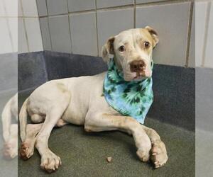 Boxer-Unknown Mix Dogs for adoption in San Antonio, TX, USA