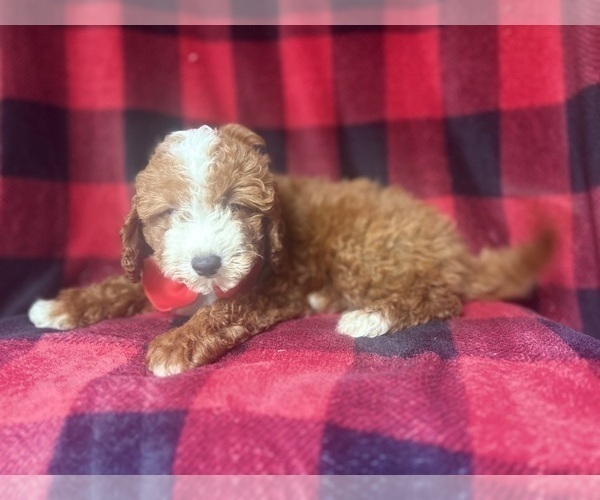 Medium Photo #7 Cavapoo Puppy For Sale in LAKELAND, FL, USA