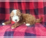 Small #6 Cavapoo