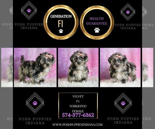 Medium Photo #7 Yorkipoo Puppy For Sale in WARSAW, IN, USA