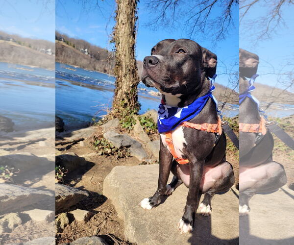 Medium Photo #6 American Pit Bull Terrier Puppy For Sale in Alexandria, VA, USA