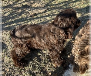 Cocker Spaniel Puppy for sale in ALFORD, FL, USA