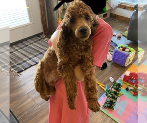 Father of the ShihPoo puppies born on 06/18/2026
