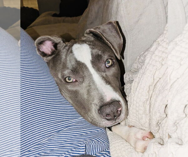 Medium Photo #4 American Pit Bull Terrier-Unknown Mix Puppy For Sale in Germantown, OH, USA