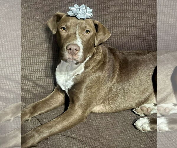 Medium Photo #14 Labrador Retriever-Unknown Mix Puppy For Sale in Mount Laurel, NJ, USA