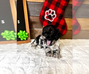 English Cocker Spaniel Puppy for Sale in HARTSVILLE, Tennessee USA