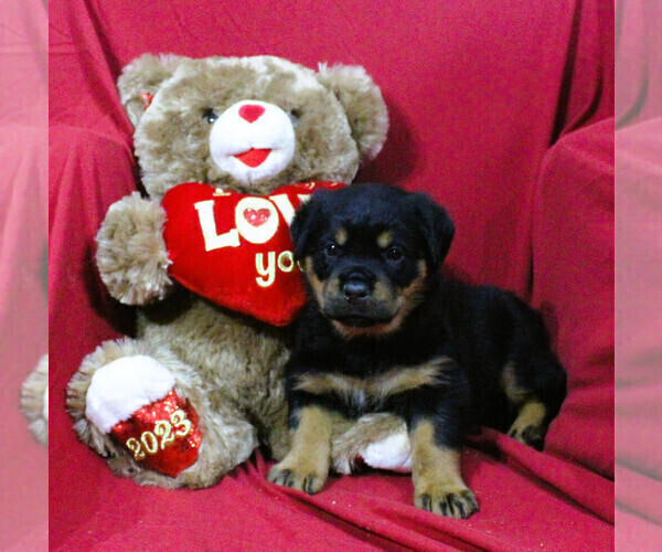 Medium Photo #9 Rottweiler Puppy For Sale in HEMINGWAY, SC, USA