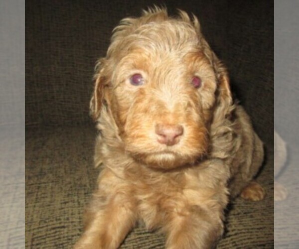 Medium Photo #7 Aussie-Poo Puppy For Sale in LINCOLN, AL, USA