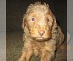 Small Photo #7 Aussie-Poo Puppy For Sale in LINCOLN, AL, USA
