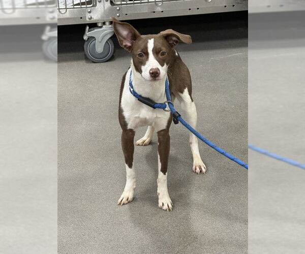 Medium Photo #1 Whippet Puppy For Sale in Forestville, MD, USA