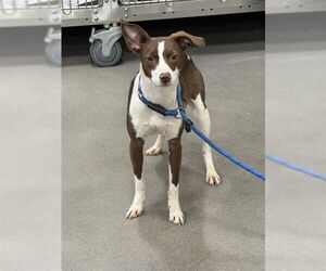 Whippet Dogs for adoption in Forestville, MD, USA