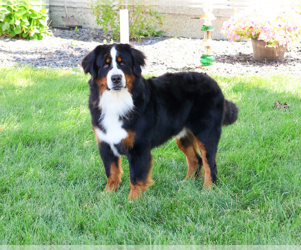 Medium Photo #1 Bernese Mountain Dog Puppy For Sale in SYRACUSE, IN, USA