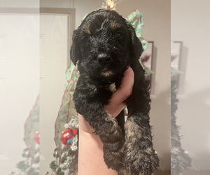 Aussiedoodle Puppy for sale in BOONEVILLE, KY, USA
