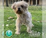 Small #1 Silky Terrier Mix